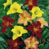Mini Daylily Mix
