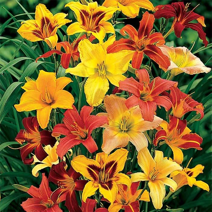 Color Wheel Daylily Mix 1 Color Wheel Daylily Mix