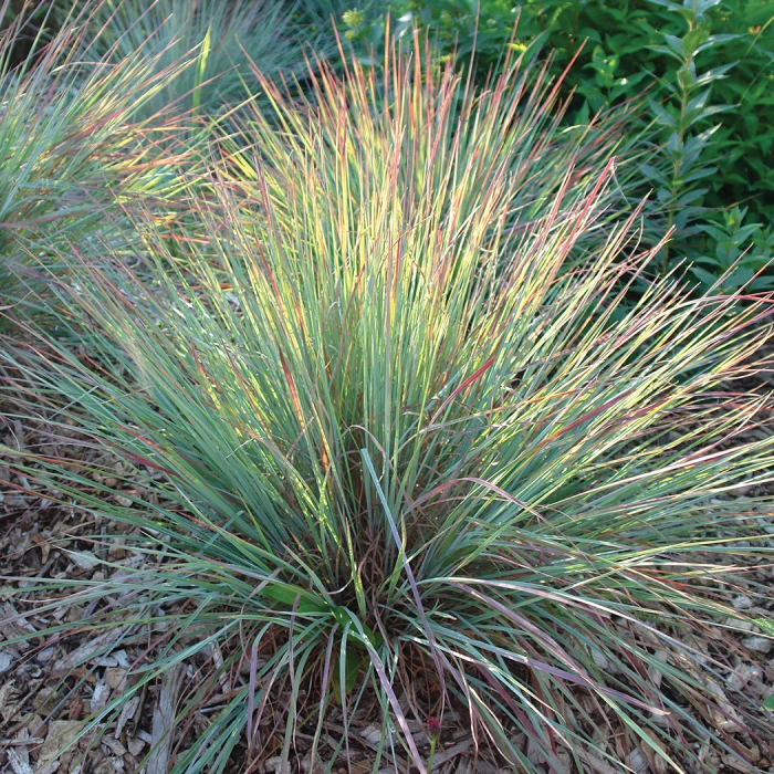 Standing Ovation Little Bluestem 1 Standing Ovation Little Bluestem