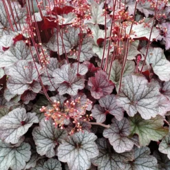 Northern Exposure&trade; Silver Heuchera
