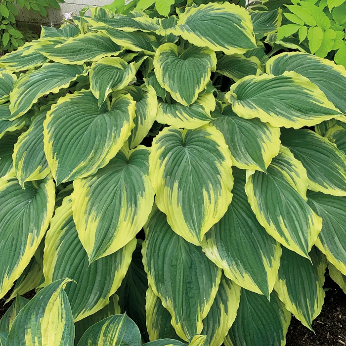 Drop-Dead Gorgeous Hosta 1 Drop-Dead Gorgeous Hosta