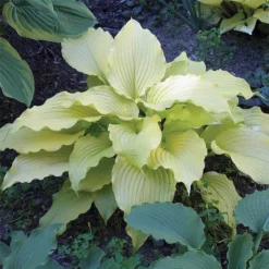 Dancing Queen Hosta