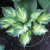 Lakeside Paisley Print Hosta