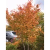Autumn Brilliance Serviceberry