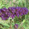 Black Knight Butterfly Bush
