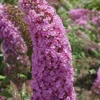 Pink Charming Butterfly Bush