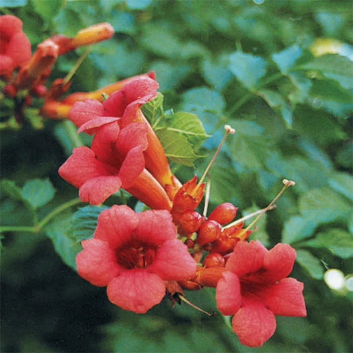 Scarlet Trumpet Vine 1 Scarlet Trumpet Vine