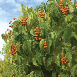 Autumn Revolution™ Bittersweet