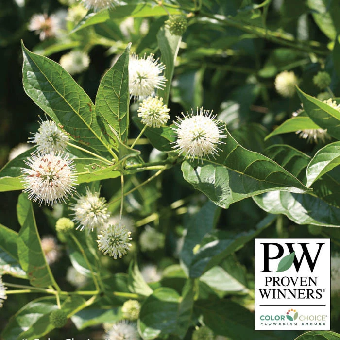 Sugar Shack® Buttonbush 1 Sugar Shack® Buttonbush