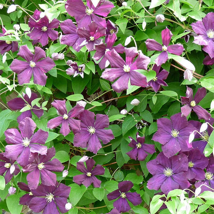 Jackmanii Clematis 1 Jackmanii Clematis