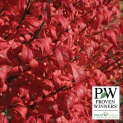 Fire Ball® Burning Bush