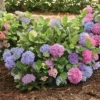 La Dreamin'® Hydrangea