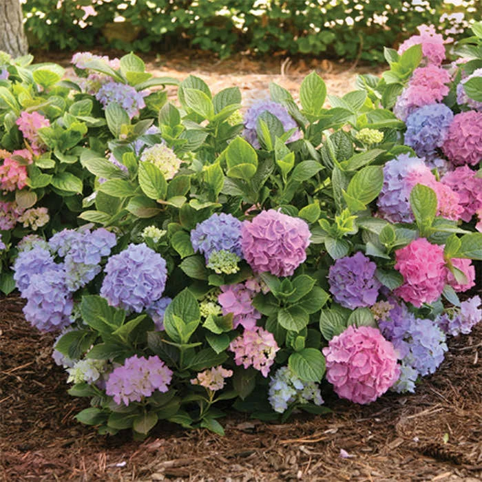 La Dreamin'® Hydrangea 1 La Dreamin'® Hydrangea