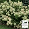 Little Lime® Hydrangea