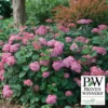 Invincibelle® Ruby Hydrangea