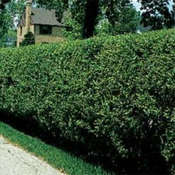 Hardy Amur River Privet