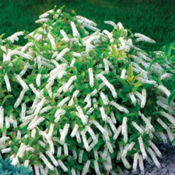 Little Henry&reg; Sweetspire