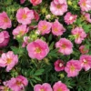 Happy Face® Pink Paradise Potentilla