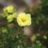 Lemon Meringue™ Potentilla