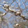 Giant Flowered Pussy Willow Shrub