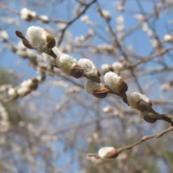 Giant Flowered Pussy Willow Shrub