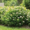 Pink Sparkler™ Spirea