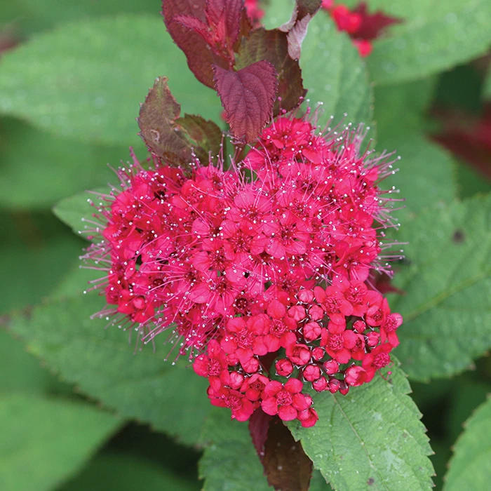 Double Play Doozie® Spirea 1 Double Play Doozie® Spirea