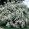 Bridal Wreath Spirea