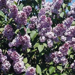 Common Hedge Lilac