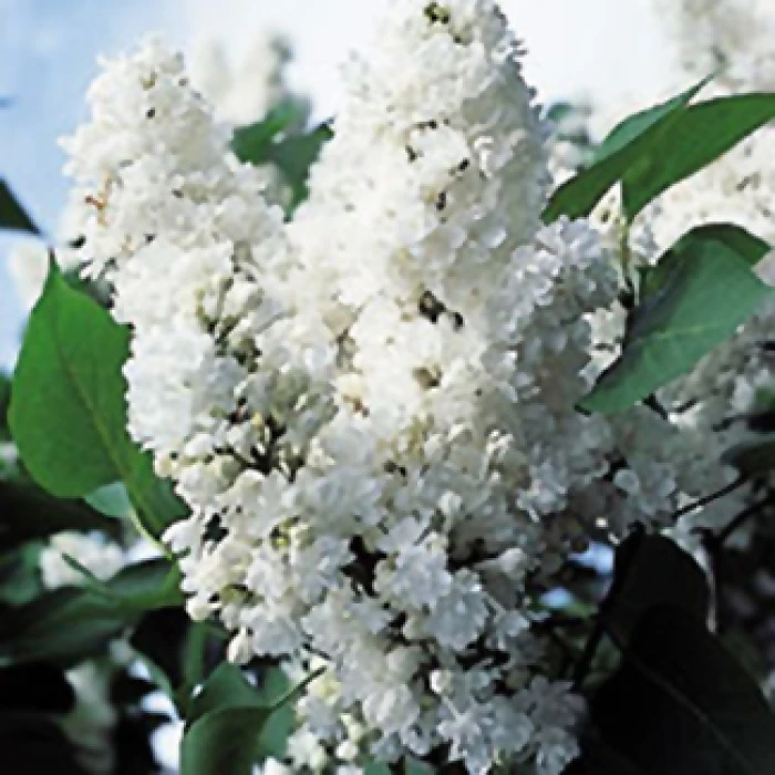 Monique Lemoine French Hybrid Lilac 1 Monique Lemoine French Hybrid Lilac