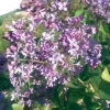 President Lincoln Lilac