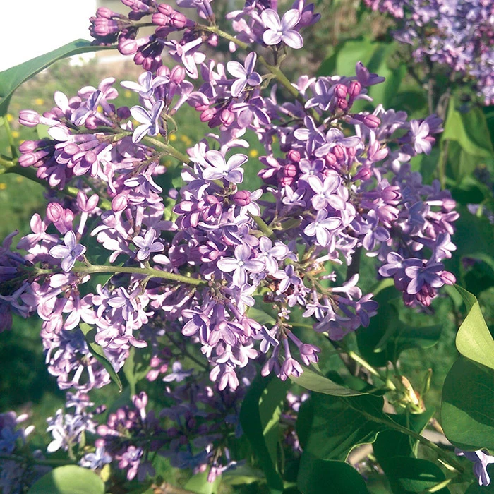 President Lincoln Lilac 1 President Lincoln Lilac