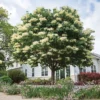 Snowdance™ Japanese Tree Lilac