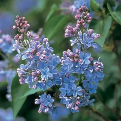 Dwarf Wonderblue Lilac