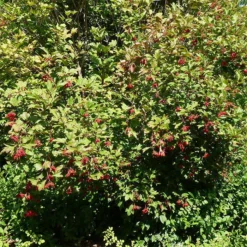 American Highbush Cranberry