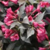 Spilled Wine&reg; Weigela