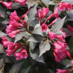 Spilled Wine® Weigela