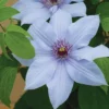 Bernadine&trade; Clematis