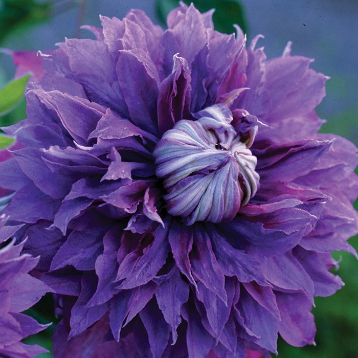 Diamantina™ Clematis 1 Diamantina™ Clematis