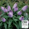 Pugster® Amethyst Butterfly Bush