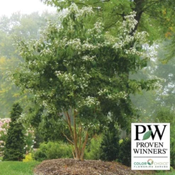 Temple Of Bloom® Seven-Son Flower