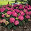 Summer Crush® Hydrangea