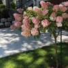 Vanilla Strawberry™ Tree Hydrangea