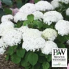 Invincibelle Wee White® Hydrangea