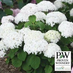 Invincibelle Wee White® Hydrangea