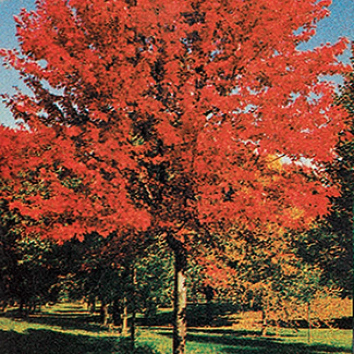 Autumn Blaze Maple 1 Autumn Blaze Maple