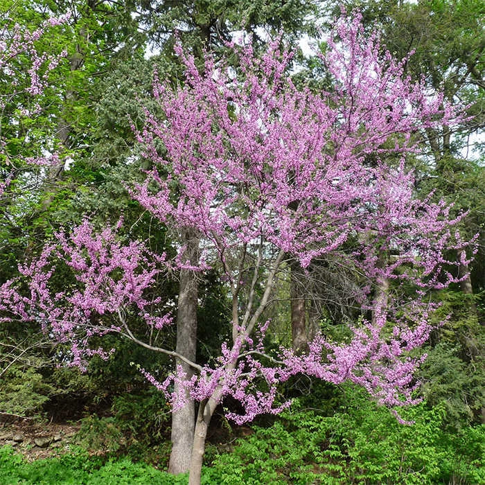Eastern Redbud 1 Eastern Redbud