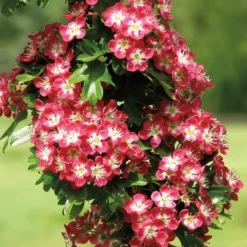 Crimson Cloud Hawthorn
