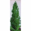 Theves Poplar (2 To 3 Foot)