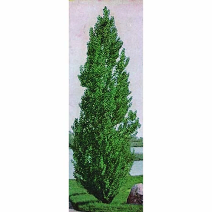 Theves Poplar (2 To 3 Foot) 1 Theves Poplar (2 To 3 Foot)